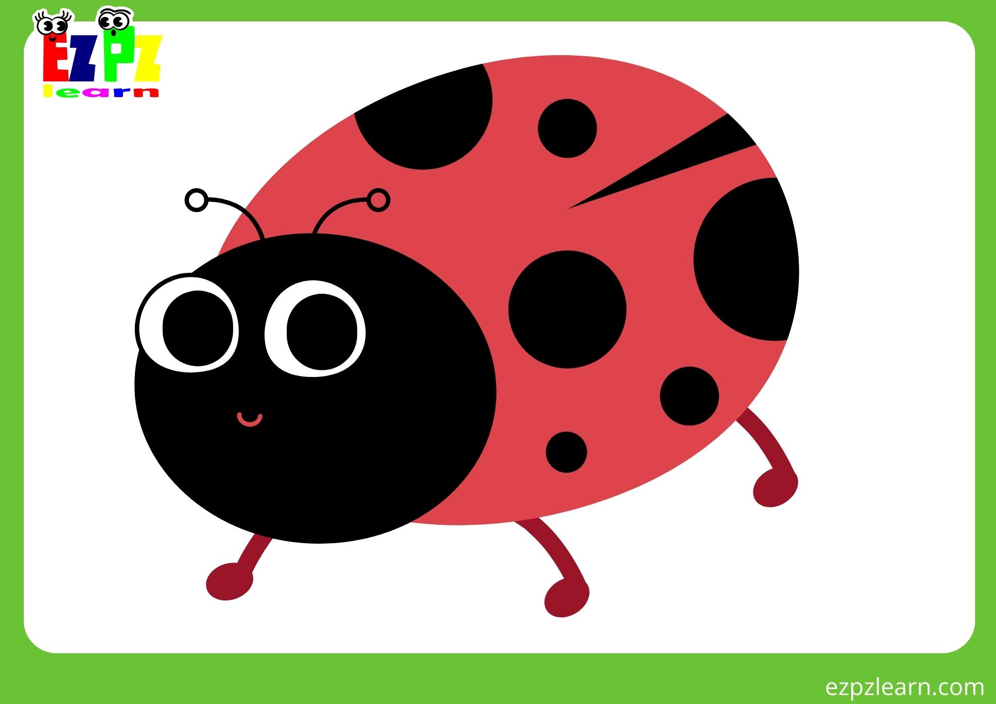 ladybug